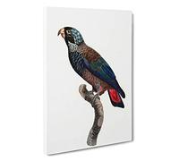 Bronze-Winged Parrot by F. Levaillant Canvas Print | Gallery Wrapped 30mm Frame Wall Art | 30x20 inches | Ready to Hang | Modern Animals Picture | Living Room Bedroom Lounge Office