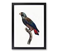 Bronze-Winged Parrot by F. Levaillant Framed Print | A2 Black Framed Wall Art | Ready to Hang | Modern Animal Picture | Living Room Bedroom Lounge Office