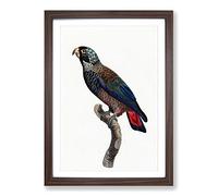 Bronze-Winged Parrot by F. Levaillant Framed Print | A2 Walnut Framed Wall Art | Ready to Hang | Modern Animal Picture | Living Room Bedroom Lounge Office