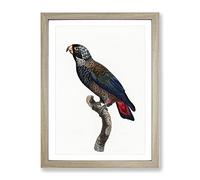 Bronze Winged Parrot By F. Levaillant Vintage Framed Print | A2 Oak Framed Wall Art | Ready to Hang | Classic Animal Picture | Living Room Bedroom Lounge Office
