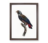 Bronze Winged Parrot By F. Levaillant Vintage Framed Print | A2 Walnut Framed Wall Art | Ready to Hang | Classic Animal Picture | Living Room Bedroom Lounge Office
