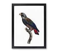 Bronze Winged Parrot By F. Levaillant Vintage Framed Print | A4 Black Framed Wall Art | Ready to Hang | Classic Animal Picture | Living Room Bedroom Lounge Office