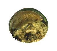 Brook Trout Fly Fishing Print Premium Double Layer Shower Cap For Women With Reusable Shower Cap For Hair - Waterproof Plastic Cap - Shower Caps For Long, Short And Curly Hairs