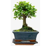 'broom Style' Chinese Elm Bonsai Tree