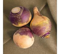 Brora Swede Seeds Hardy Nutritious Root Veg For Uk Gardens. Easy Grow Disease Resistant. Thompson & Morgan.
