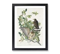 Browd Winged Hawk By John James Audubon Vintage Framed Print | A2 Black Framed Wall Art | Ready to Hang | Classic Nature Picture | Living Room Bedroom Lounge Office