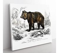 Brown Bear by Charles d' Orbigny Vintage Canvas Wall Art Print Ready to Hang, Framed Picture for Living Room Bedroom Home Office Décor, 50x50 cm (20x20 Inch)