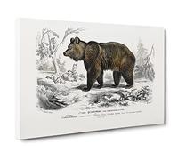 Brown Bear By Charles D' Orbigny Vintage Canvas Wall Art Print Ready to Hang, Framed Picture for Living Room Bedroom Home Office Décor, 24x16 Inch (60x40 cm)
