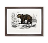 Brown Bear By Charles D' Orbigny Vintage Framed Wall Art Print, Ready to Hang Picture for Living Room Bedroom Home Office Décor, Walnut A4 (34 x 25 cm)