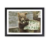 Brown Bear Cub Framed Print | A2 Oak Framed Wall Art | Ready to Hang | Modern Animal Picture | Living Room Bedroom Lounge Office