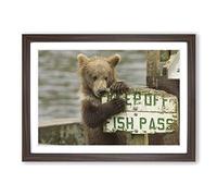 Brown Bear Cub Framed Print | A2 Walnut Framed Wall Art | Ready to Hang | Modern Animal Picture | Living Room Bedroom Lounge Office