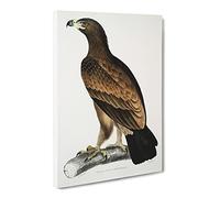 Brown Eagle Illustration By John Edward Gray Canvas Print | Gallery Wrapped 30mm Frame Wall Art | 24x16 inches | Ready to Hang | Retro Animals Picture | Living Room Bedroom Lounge Office