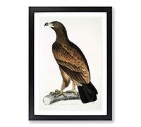 Brown Eagle Illustration by John Edward Gray Framed Print | A2 Black Framed Wall Art | Ready to Hang | Modern Animal Picture | Living Room Bedroom Lounge Office