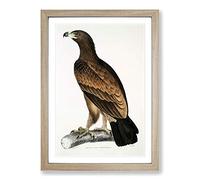 Brown Eagle Illustration by John Edward Gray Framed Print | A2 Oak Framed Wall Art | Ready to Hang | Modern Animal Picture | Living Room Bedroom Lounge Office