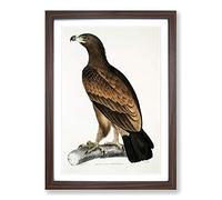 Brown Eagle Illustration by John Edward Gray Framed Print | A2 Walnut Framed Wall Art | Ready to Hang | Modern Animal Picture | Living Room Bedroom Lounge Office