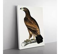 Brown Eagle Illustration By John Edward Gray Vintage Canvas Wall Art Print Ready to Hang, Framed Picture for Living Room Bedroom Home Office Décor, 60x40 cm (24x16 Inch)