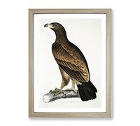Brown Eagle Illustration By John Edward Gray Vintage Framed Print | A2 Oak Framed Wall Art | Ready to Hang | Classic Animal Picture | Living Room Bedroom Lounge Office