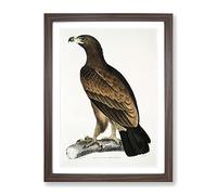 Brown Eagle Illustration By John Edward Gray Vintage Framed Print | A2 Walnut Framed Wall Art | Ready to Hang | Classic Animal Picture | Living Room Bedroom Lounge Office
