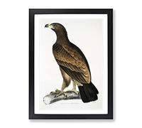 Brown Eagle Illustration By John Edward Gray Vintage Framed Print | A4 Black Framed Wall Art | Ready to Hang | Classic Animal Picture | Living Room Bedroom Lounge Office