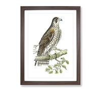 Brown Falcon By George Shaw Vintage Framed Wall Art Print, Ready to Hang Picture for Living Room Bedroom Home Office Décor, Walnut A3 (34 x 46 cm)