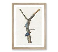 Brown-Headed Nuthatch Birds by John James Audubon Framed Print | A2 Oak Framed Wall Art | Ready to Hang | Modern Nature Picture | Living Room Bedroom Lounge Office