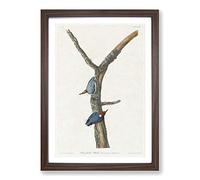 Brown-Headed Nuthatch Birds by John James Audubon Framed Print | A2 Walnut Framed Wall Art | Ready to Hang | Modern Nature Picture | Living Room Bedroom Lounge Office