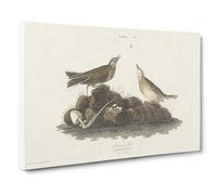 Brown Larks Bird By John James Audubon Canvas Print | Gallery Wrapped 30mm Frame Wall Art | 20x14 inches | Ready to Hang | Retro Animals Picture | Living Room Bedroom Lounge Office