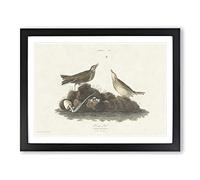 Brown Larks Bird By John James Audubon Vintage Framed Print | A3 Black Framed Wall Art | Ready to Hang | Classic Nature Picture | Living Room Bedroom Lounge Office