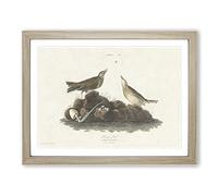 Brown Larks Bird By John James Audubon Vintage Framed Print | A4 Oak Framed Wall Art | Ready to Hang | Classic Nature Picture | Living Room Bedroom Lounge Office
