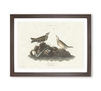 Brown Larks Bird By John James Audubon Vintage Framed Print | A4 Walnut Framed Wall Art | Ready to Hang | Classic Nature Picture | Living Room Bedroom Lounge Office