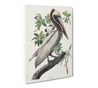 Brown Pelican Bird By John James Audubon Canvas Print | Gallery Wrapped 30mm Frame Wall Art | 20x14 inches | Ready to Hang | Retro Animals Picture | Living Room Bedroom Lounge Office