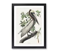 Brown Pelican Bird By John James Audubon Vintage Framed Print | A2 Black Framed Wall Art | Ready to Hang | Classic Animal Picture | Living Room Bedroom Lounge Office