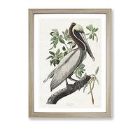 Brown Pelican Bird By John James Audubon Vintage Framed Print | A2 Oak Framed Wall Art | Ready to Hang | Classic Animal Picture | Living Room Bedroom Lounge Office