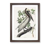 Brown Pelican Bird By John James Audubon Vintage Framed Print | A2 Walnut Framed Wall Art | Ready to Hang | Classic Animal Picture | Living Room Bedroom Lounge Office