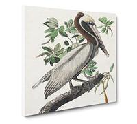 Brown Pelican by John James Audubon Canvas Print | Gallery Wrapped 30mm Frame Wall Art | 20x20 inches | Ready to Hang | Modern Bird Picture | Living Room Bedroom Lounge Office