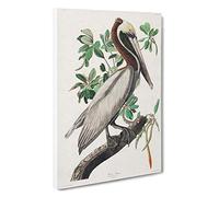 Brown Pelican by John James Audubon Canvas Print | Gallery Wrapped 30mm Frame Wall Art | 30x20 inches | Ready to Hang | Modern Bird Picture | Living Room Bedroom Lounge Office