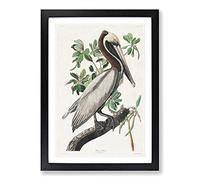 Brown Pelican by John James Audubon Framed Print | A2 Black Framed Wall Art | Ready to Hang | Modern Animal Picture | Living Room Bedroom Lounge Office