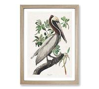 Brown Pelican by John James Audubon Framed Print | A2 Oak Framed Wall Art | Ready to Hang | Modern Animal Picture | Living Room Bedroom Lounge Office