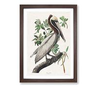 Brown Pelican by John James Audubon Framed Print | A2 Walnut Framed Wall Art | Ready to Hang | Modern Animal Picture | Living Room Bedroom Lounge Office