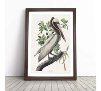 Brown Pelican by John James Audubon | Framed Wall Art Print | Modern Home Decor Picture | Ready to Hang Artwork for Living Room, Bedroom, Kitchen or Office | Multiple Sizes