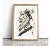 Brown Pelican by John James Audubon | Framed Wall Art Print | Modern Home Decor Picture | Ready to Hang Artwork for Living Room, Bedroom, Kitchen or Office | Multiple Sizes