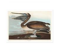 Brown Pelican Poster John James Audubon Vintage Bird Illustration Antique Print Ornithology Art, Archival Matte, 50x70cm (Print Only) - 50x70cm