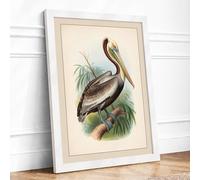 Brown Pelican Study Vintage Framed Wall Art Print A1 (84.1×59.4cm) White, Wall Decor for Living Room, Bedroom, Office & Home, Ready to Hang, Art Gift