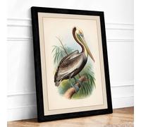 Brown Pelican Study Vintage Framed Wall Art Print A2 Black