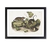 Brown Rats By John Woodhouse Audubon Vintage Framed Print | A3 Black Framed Wall Art | Ready to Hang | Classic Animal Picture | Living Room Bedroom Lounge Office