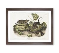 Brown Rats By John Woodhouse Audubon Vintage Framed Print | A3 Walnut Framed Wall Art | Ready to Hang | Classic Animal Picture | Living Room Bedroom Lounge Office