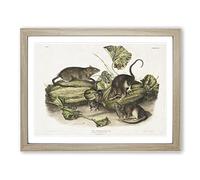 Brown Rats By John Woodhouse Audubon Vintage Framed Wall Art Print, Ready to Hang Picture for Living Room Bedroom Home Office Décor, Oak A2 (64 x 46 cm)