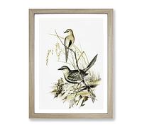Brown Song Lark Birds By Elizabeth Gould Vintage Framed Print | A2 Oak Framed Wall Art | Ready to Hang | Classic Nature Picture | Living Room Bedroom Lounge Office