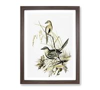 Brown Song Lark Birds By Elizabeth Gould Vintage Framed Print | A2 Walnut Framed Wall Art | Ready to Hang | Classic Nature Picture | Living Room Bedroom Lounge Office