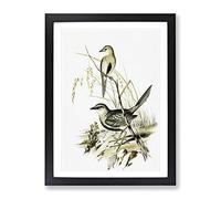 Brown Song Lark Birds By Elizabeth Gould Vintage Framed Print | A3 Black Framed Wall Art | Ready to Hang | Classic Nature Picture | Living Room Bedroom Lounge Office